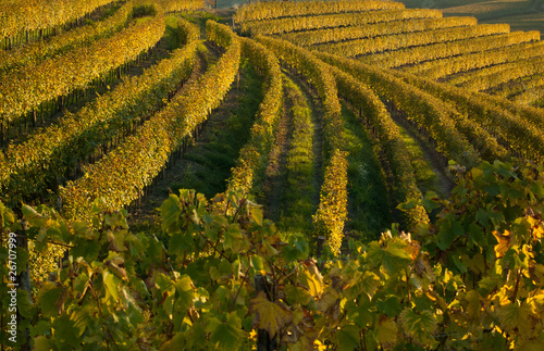 Autumn vineyard landscape in Italy