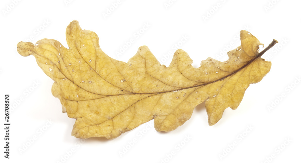 oak leaf oak leaf