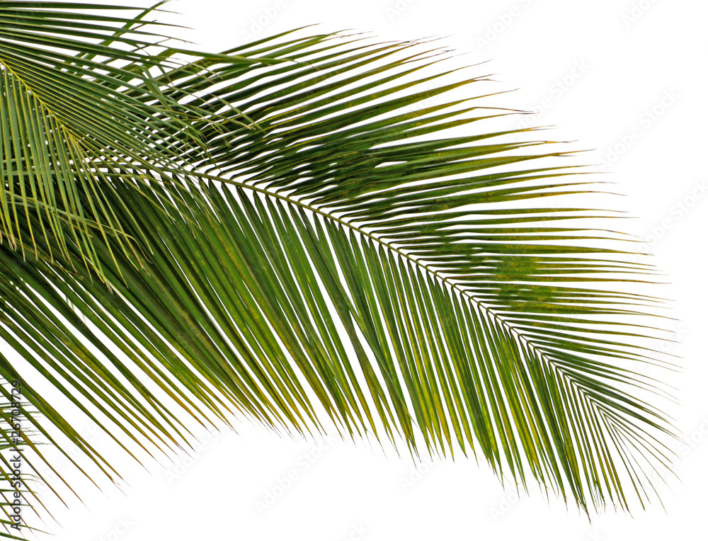 Fototapeta premium feuille de cocotier sur fond blanc