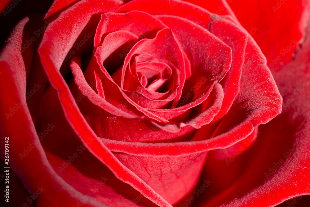 Red rose macro Red rose macro
