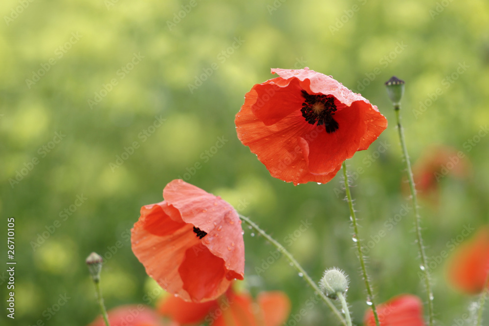 Naklejka premium mohnblumen nach regen