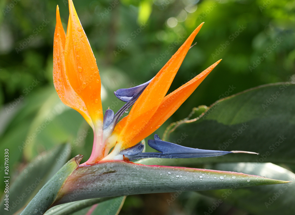 fleur de strelitzia, oiseau de paradis fleur de strelitzia, oiseau de paradis