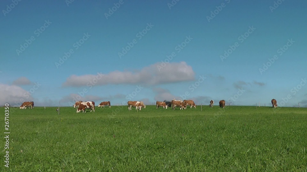 Kuh Herde auf der Weide - Video - Cows Kuh Herde auf der Weide - Video - Cows