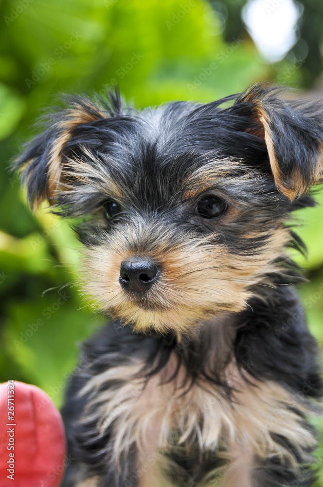 Junger Yorkshire Terrier - Rassehund Yorkshire Terrier Welpe Junger Yorkshire Terrier - Rassehund Yorkshire Terrier Welpe