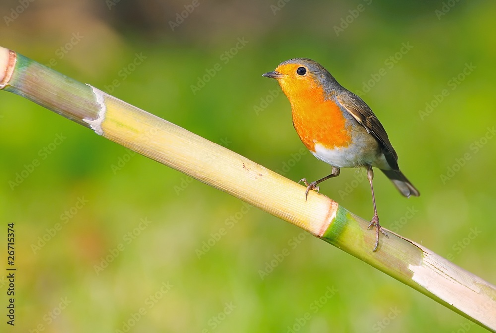 Fototapeta premium Petirrojo sobre caña, Erithacus rubecula