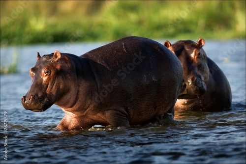 Two hippopotamuses. photo