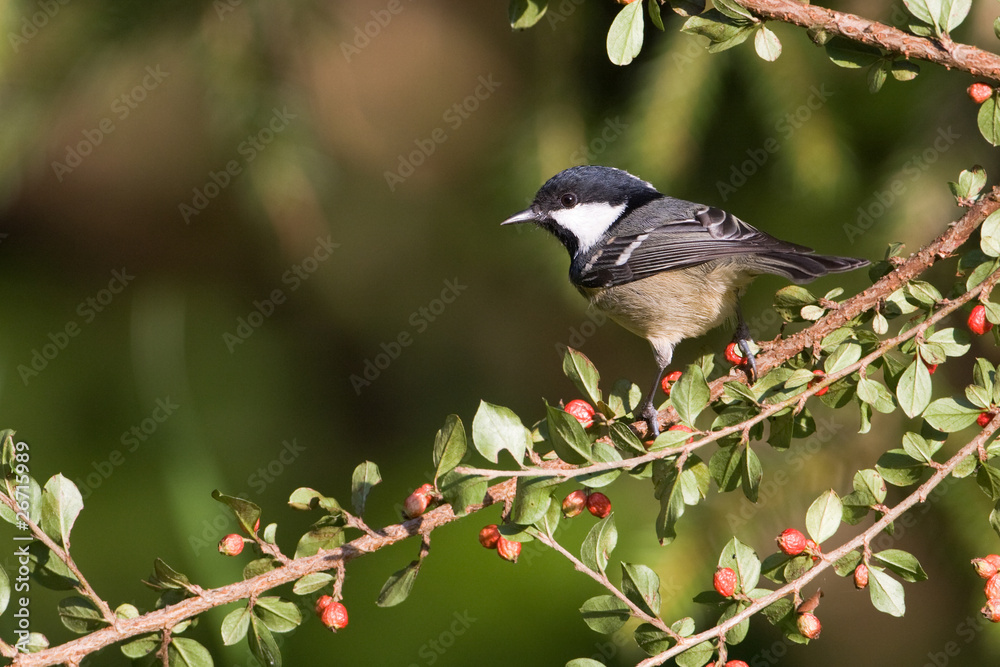 Obraz premium Mésange noire