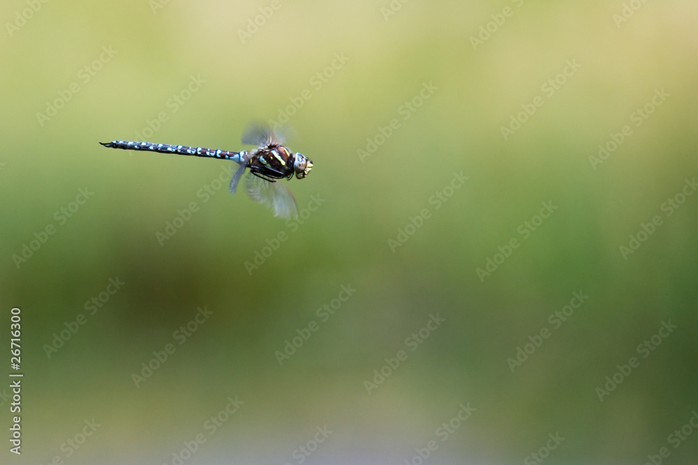 Libelle