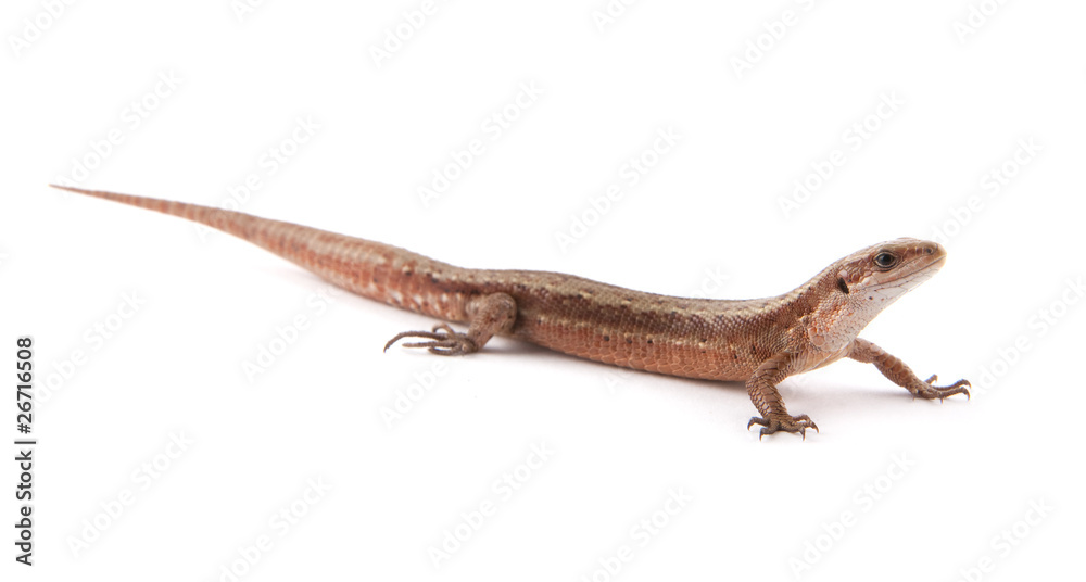 Naklejka premium Llizard