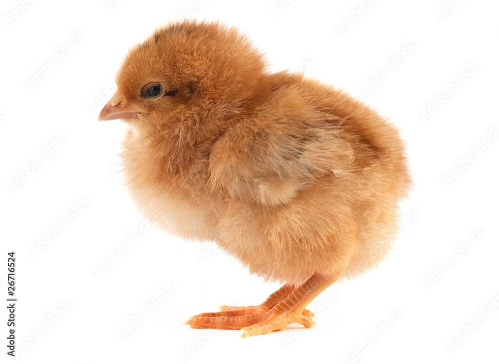 Fototapeta premium The yellow small chick