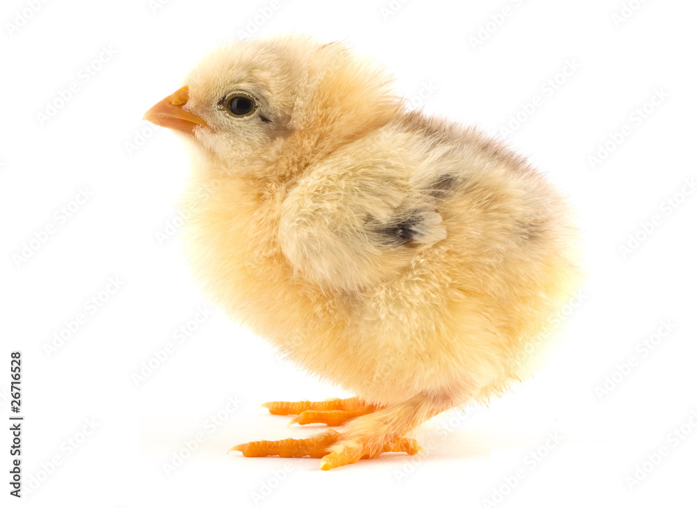 Fototapeta premium The yellow small chick