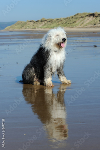 Old english sheep dog