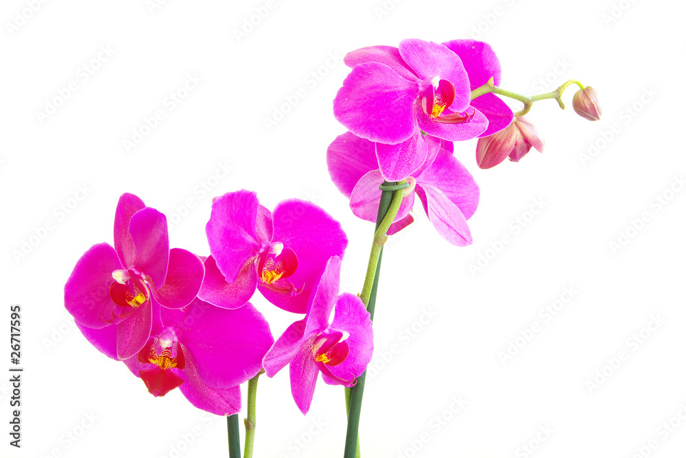 Fototapeta premium orchids