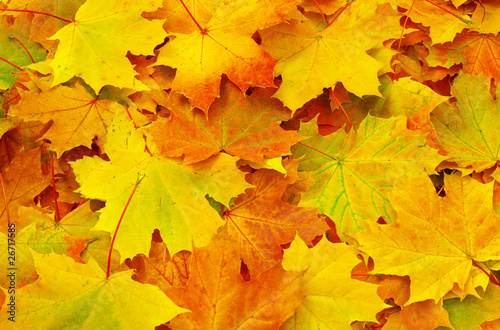 maple leafs © Pakhnyushchyy