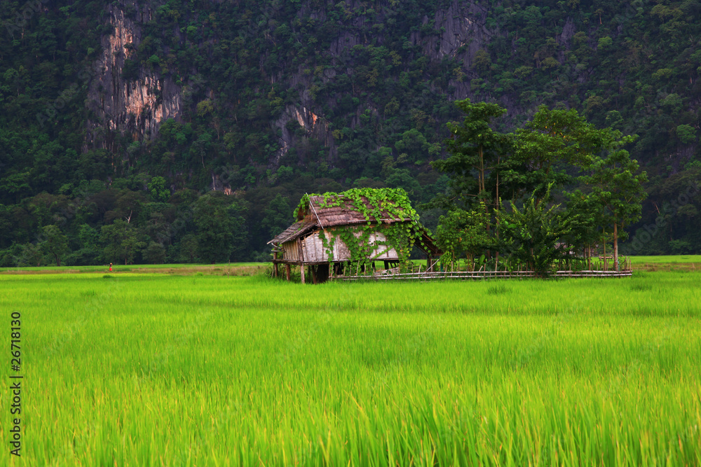 Obraz premium Reisfeld in Laos