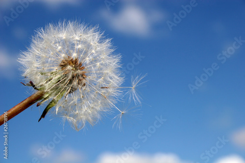 dandelion