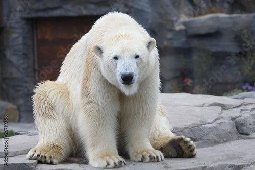 Ein Eisbär sitzt auf seinem Hintern