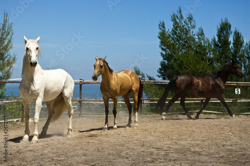 Gold, white and brown horse