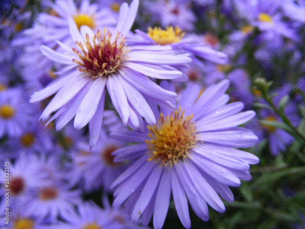 Obraz premium sea asters