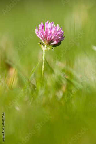 Fotografi fleur trèfle commun jardin rose banal herbe