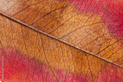Autumn leaf macro © mythja