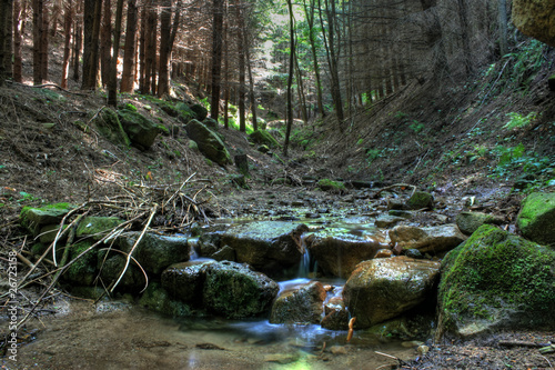 Solco nel bosco