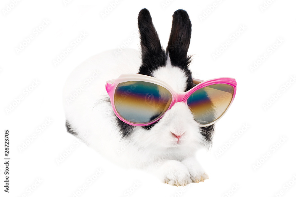 Fototapeta premium rabbit in Sunglasses