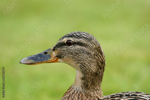 female Mallard