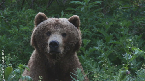 She-bear and bear cubs. photo