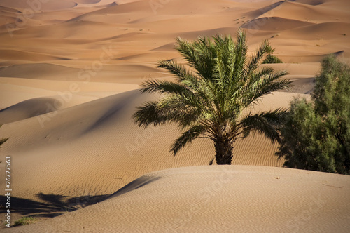 Oase in der Wüste, Marokko, Sahara #26727563