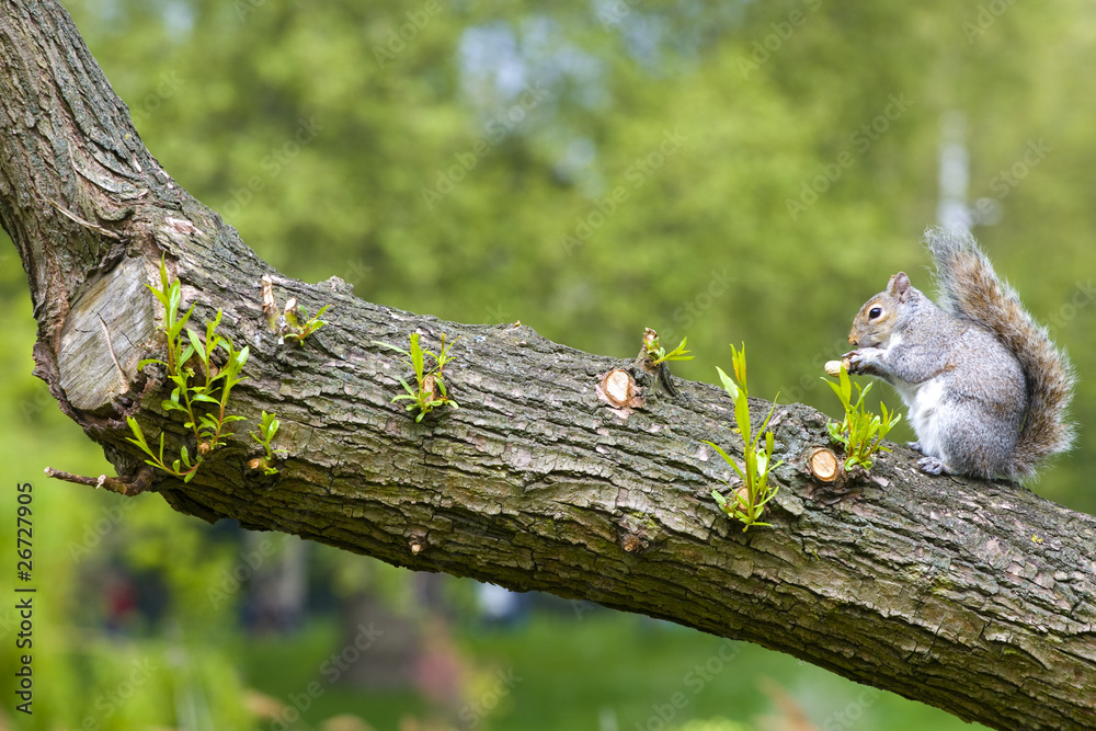 Obraz premium Squirrel, Buckingham Garden