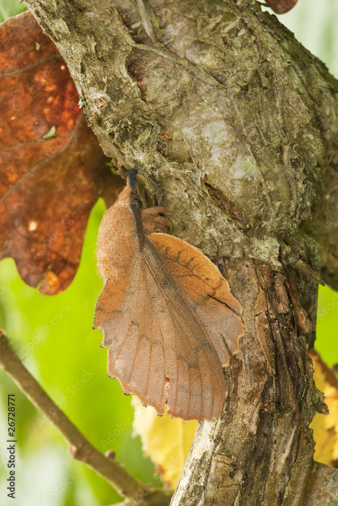 Fototapeta premium Lappet (Gastropacha quercifolia) sitting on stem.