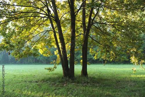 zona sile paesaggio alberi 1279 photo