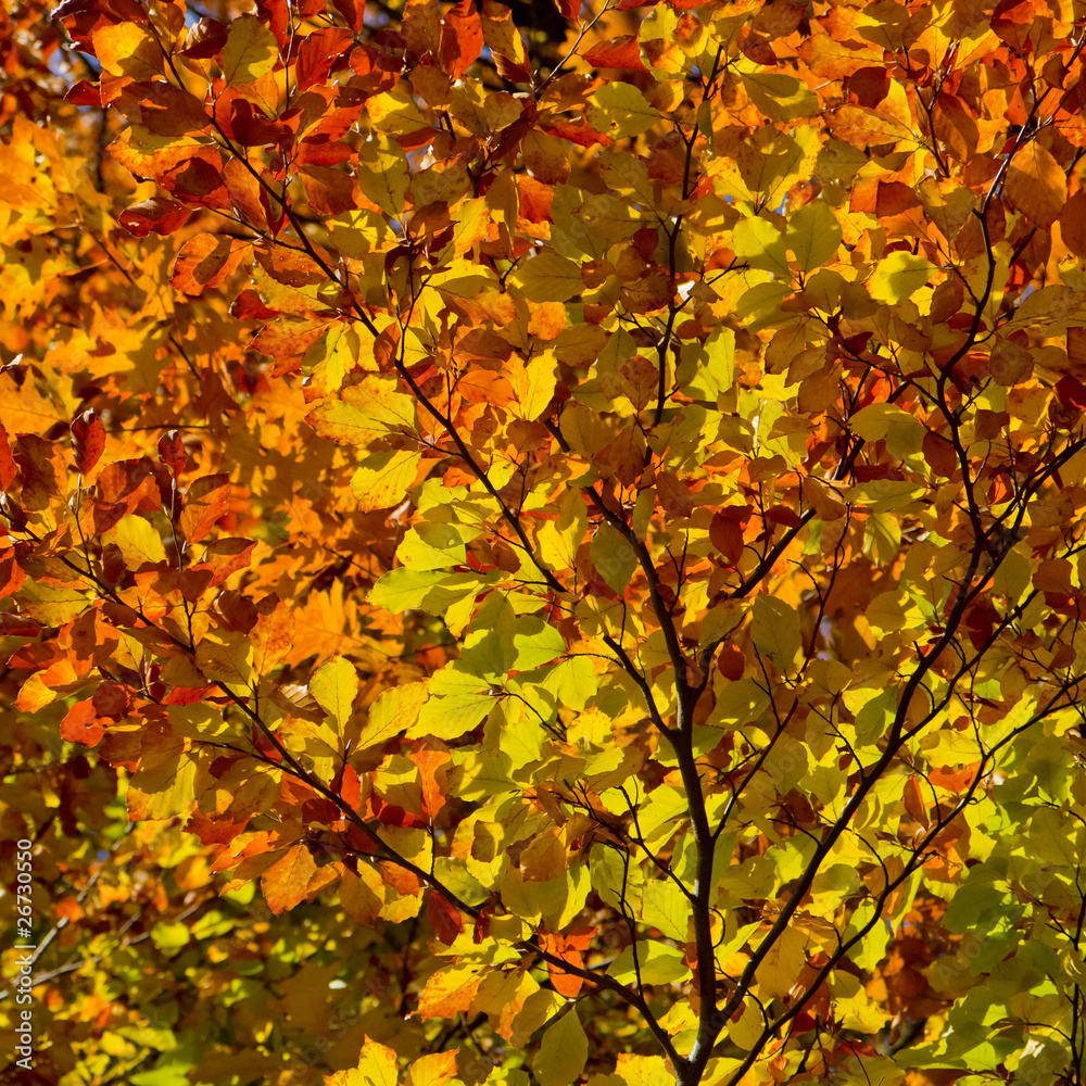 autumn foliage autumn foliage