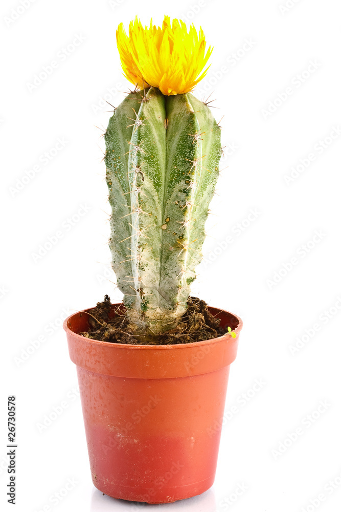 Cactus Cactus