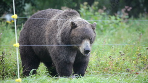 Bear photo