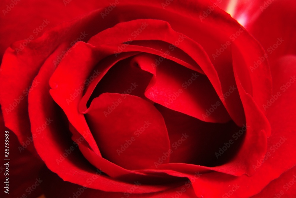 Naklejka premium Red rose