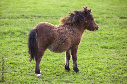 miniature shetland pony horse foal