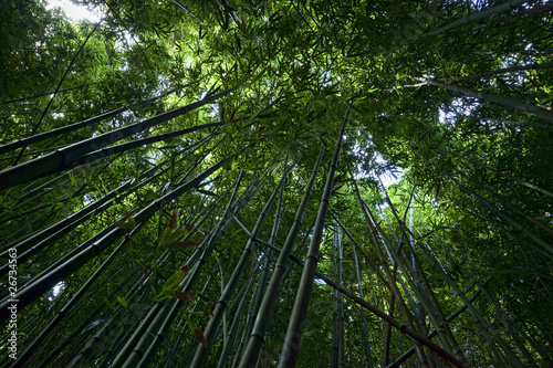 Bamboo Forest on Maui
