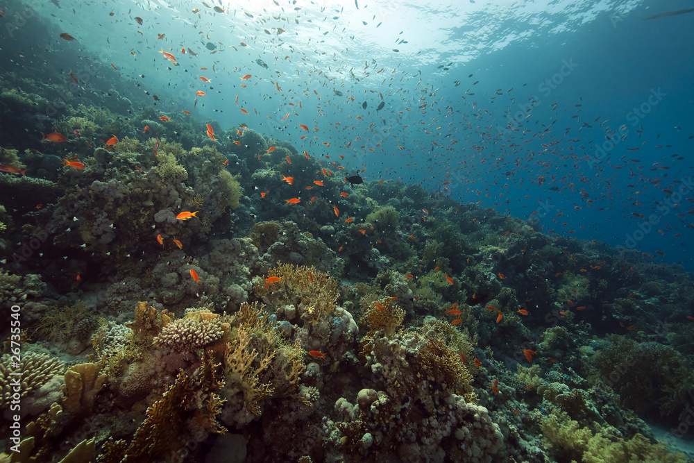 Fototapeta premium coral and fish