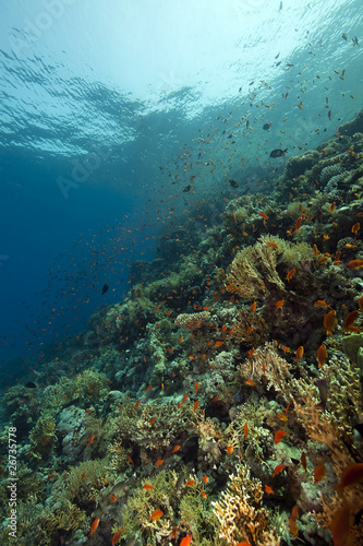 coral and fish