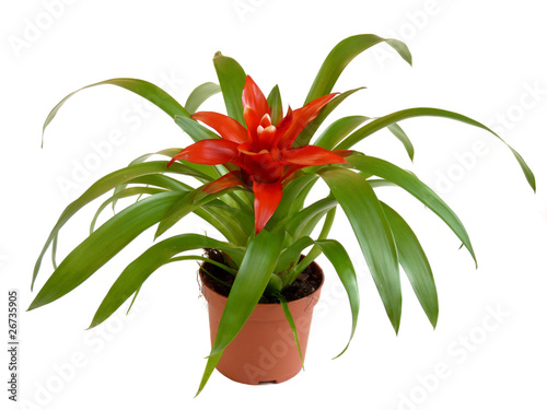 Fotografija Room Bromelia flower mix isolated on white
