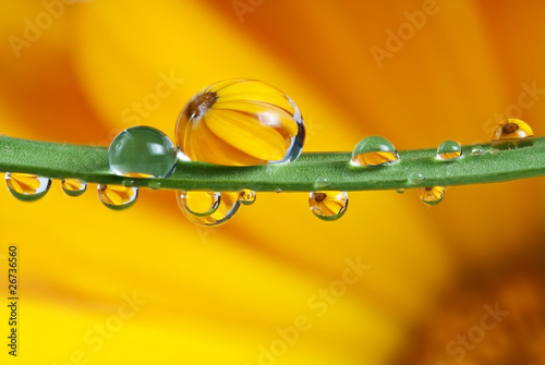 dew drop and flower
