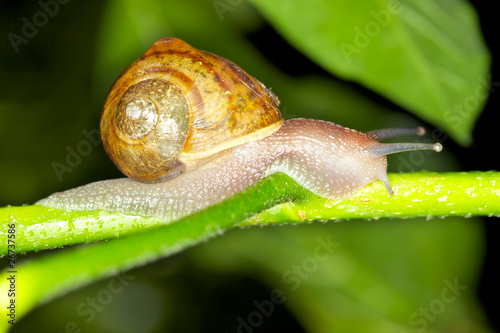 Crawling Snail on a branch