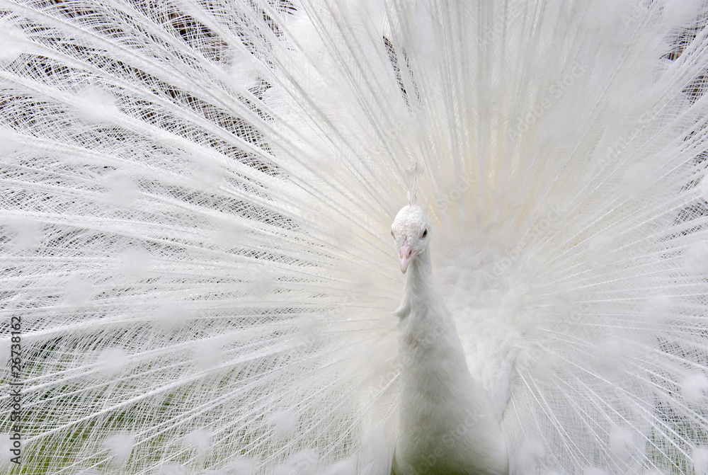 Obraz premium White peacock