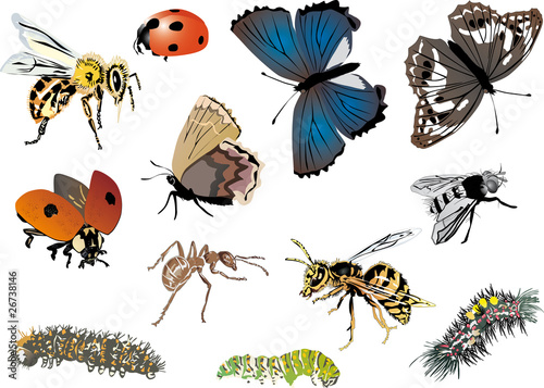twelve color insects collection © Alexander Potapov
