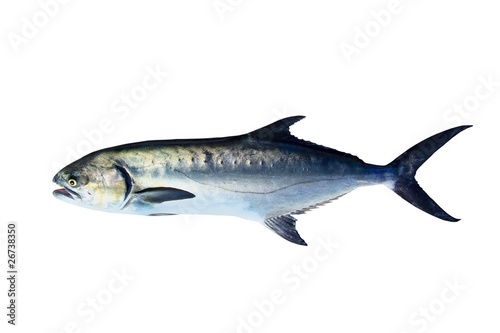 Garrick Lichia Amia fish isolated on white photo