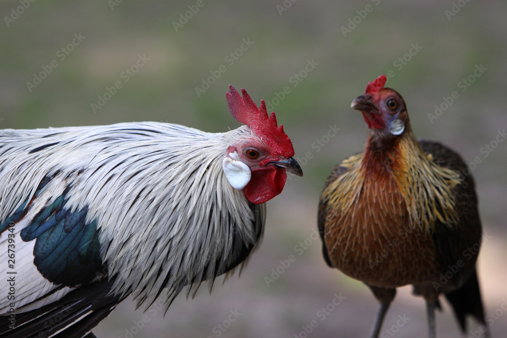 Hahn und Henne Hahn und Henne