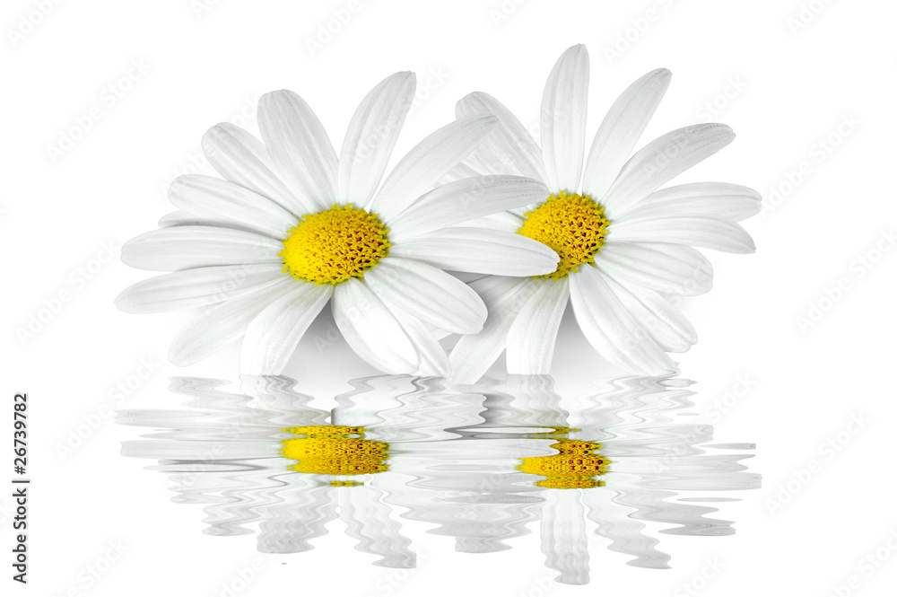 Obraz premium Blumen 162
