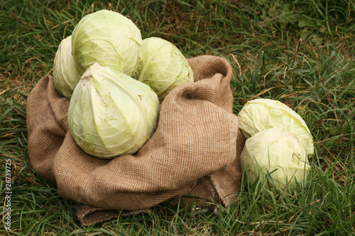 Crop of cabbage
